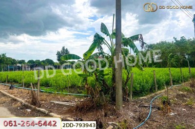 ที่ดินบางใหญ่ 89 ตร.ว. ซ.หมู่บ้านศรีสุภาลัย 1 นนทบุรี ใกล้วัดต้นเชือก-4