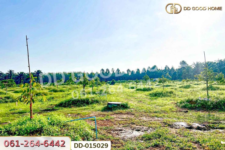 ที่ดินสิชล 9 ไร่ 356 ตร.ว.นครศรีธรรมราช ใกล้หาดท่าหมาก.-8