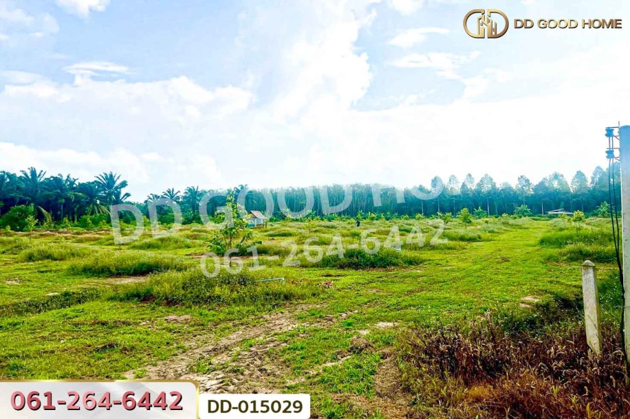 ที่ดินสิชล 9 ไร่ 356 ตร.ว.นครศรีธรรมราช ใกล้หาดท่าหมาก.-5
