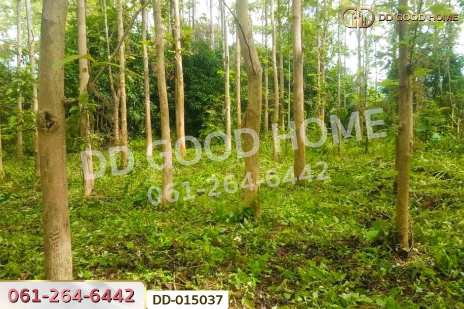 ที่ดินพาน 9 ไร่ 54 ตร.ว. เชียงราย ใกล้ที่ทำการองค์การบริหารส่วนตำบลเจริญเมือง-5