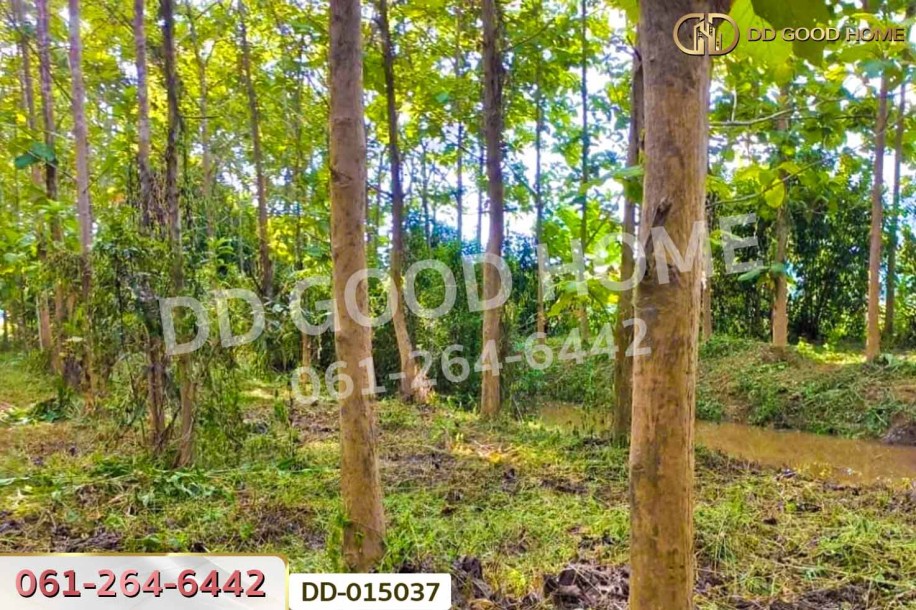 ที่ดินพาน 9 ไร่ 54 ตร.ว. เชียงราย ใกล้ที่ทำการองค์การบริหารส่วนตำบลเจริญเมือง-3