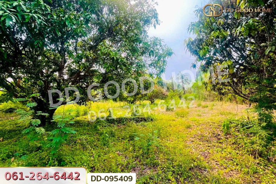 ที่ดินมะเขือแจ้ 3 ไร่ 390 ตร.ว. เมืองลำพูน ใกล้ศาลจังหวัดลำพูน-7