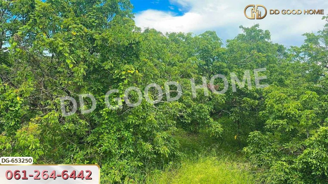 ที่ดินเมืองลำพูน 4 ไร่ 392 ตร.ว. ใกล้วิทยาลัยเทคโนโลยีหมู่บ้านครูภาคเหนือ-3