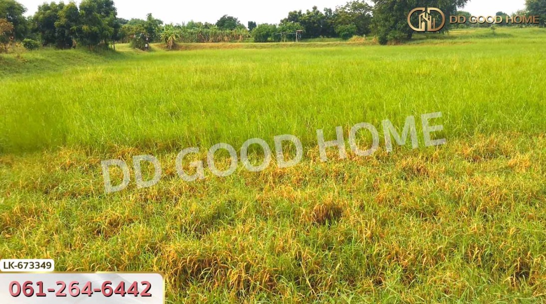 ที่ดินโนนสูง 4 ไร่ 98 ตร.ว. นครราชสีมา ใกล้วัดบ้านชาด-4