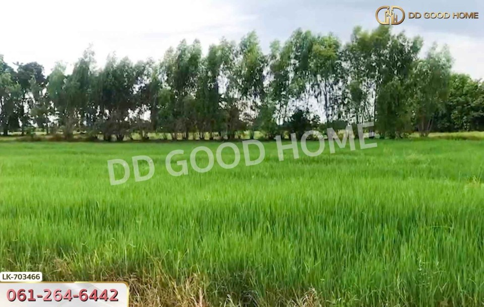 ที่ดินหนองบัว 25 ไร่ 77 ตร.ว. นครสวรรค์ ใกล้วัดหนองโบสถ์-8
