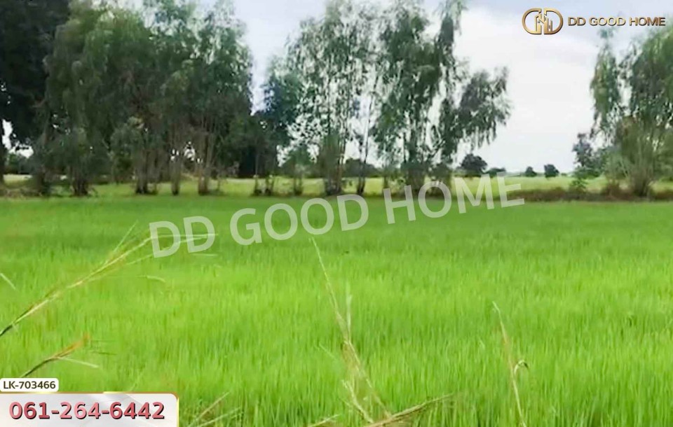 ที่ดินหนองบัว 25 ไร่ 77 ตร.ว. นครสวรรค์ ใกล้วัดหนองโบสถ์-7