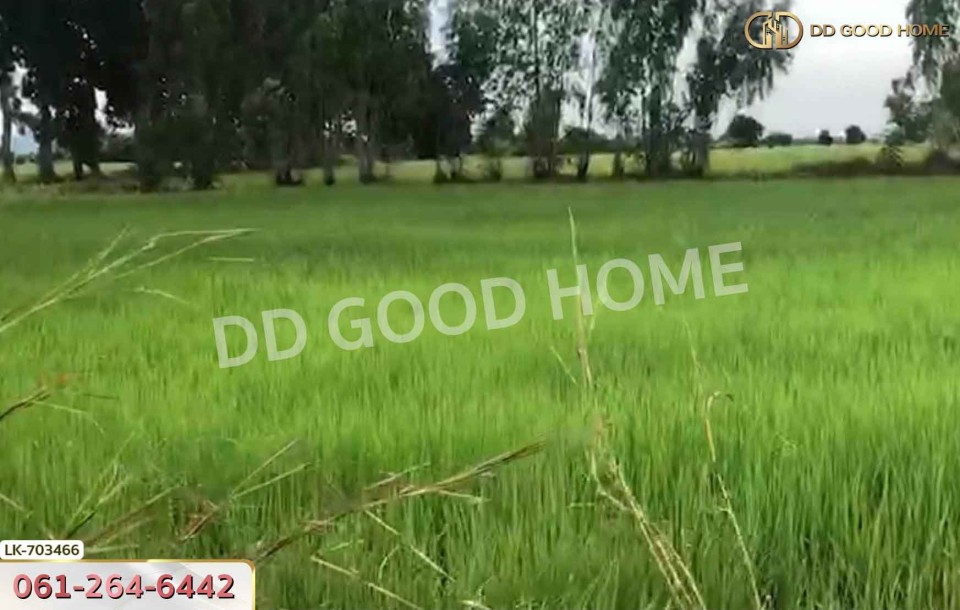 ที่ดินหนองบัว 25 ไร่ 77 ตร.ว. นครสวรรค์ ใกล้วัดหนองโบสถ์-6