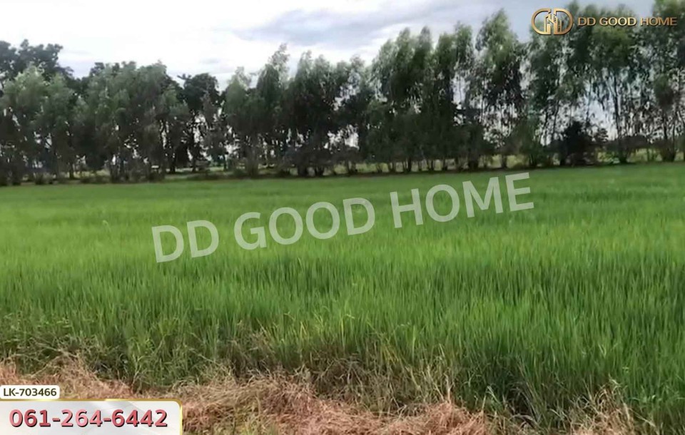 ที่ดินหนองบัว 25 ไร่ 77 ตร.ว. นครสวรรค์ ใกล้วัดหนองโบสถ์-5