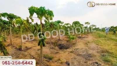 ที่ดิน อ.โพธาราม 1 ไร่ 383.2 ตร.ว. ราชบุรี-6