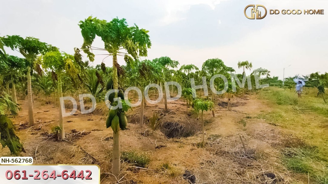 ที่ดิน อ.โพธาราม 1 ไร่ 383.2 ตร.ว. ราชบุรี-6