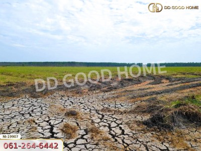 ที่ดิน อ.เมืองปราจีนบุรี 41 ไร่ 250 ตร.ว. ถ.คลองหลวงแพ่ง - ปราจีนบุรี-9