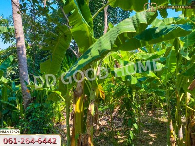 ที่ดิน จอมทอง 204 ตร.ว. กรุงเทพฯ-5