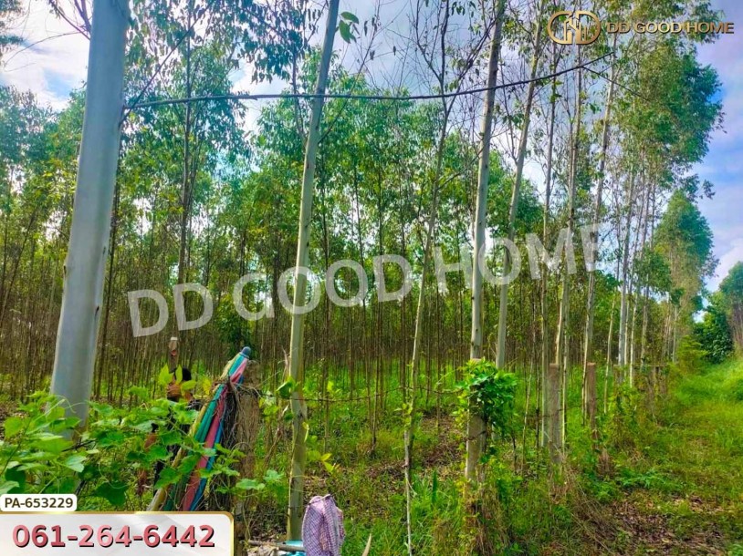 ที่ดินเมืองสระแก้ว 14 ไร่ 309.6 ตร.ว. ใกล้วัดบ้านเนินผาสุก-2