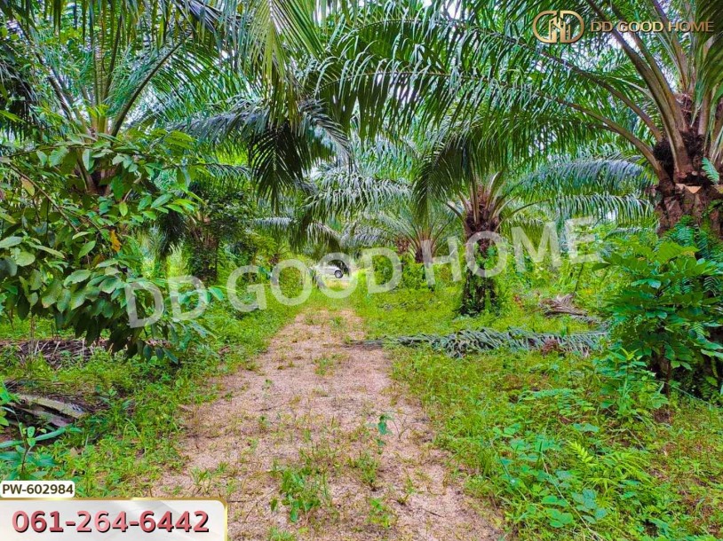ที่ดิน ทุ่งใหญ่ 10 ไร่ 187 ตร.ว. นครศรีธรรมราช-7