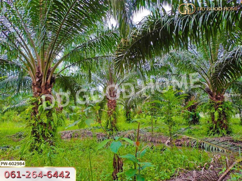 ที่ดิน ทุ่งใหญ่ 10 ไร่ 187 ตร.ว. นครศรีธรรมราช-2