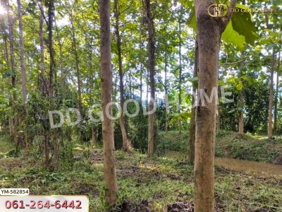 ที่ดิน อ.พาน 9 ไร่ 54 ตร.ว. เชียงราย-5