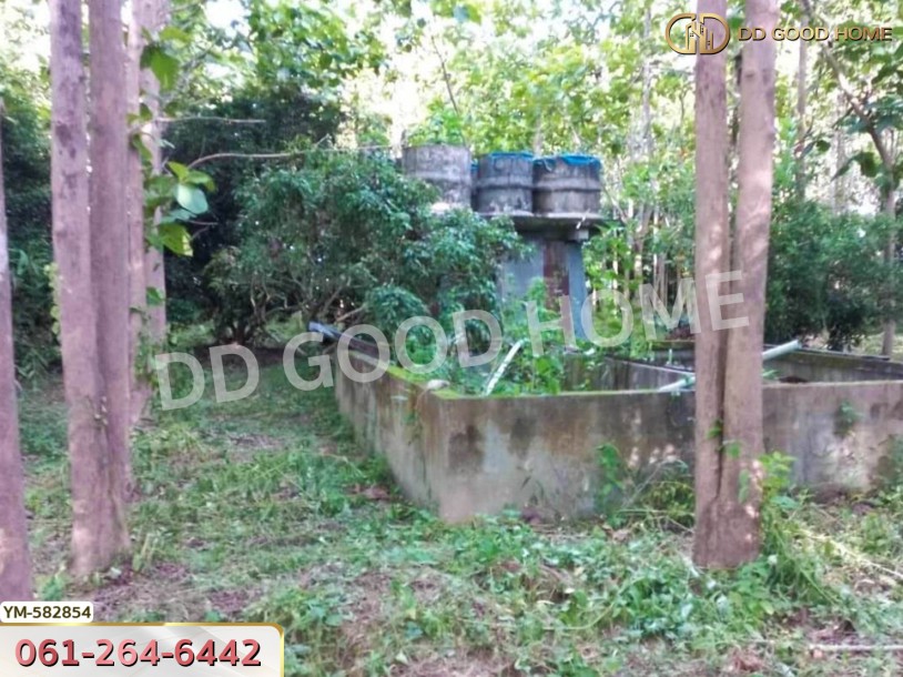 ที่ดิน อ.พาน 9 ไร่ 54 ตร.ว. เชียงราย-3
