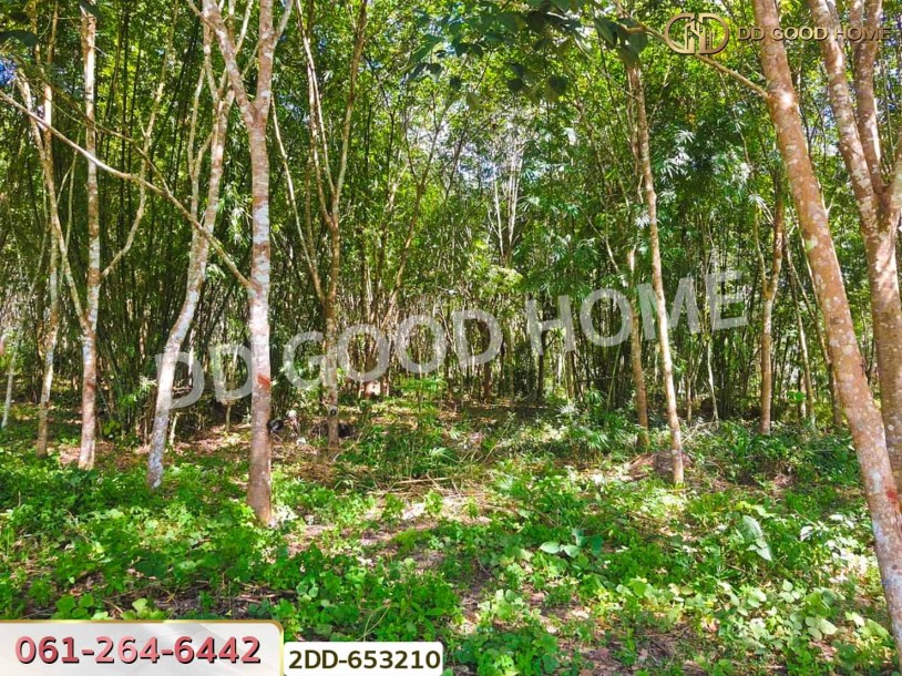 ที่ดินสวนยางชัยบุรี 5 ไร่ 23.4 ตร.ว. สุราษฎร์ธานี ใกล้ตลาดสดเทศบาลชัยบุรี-6