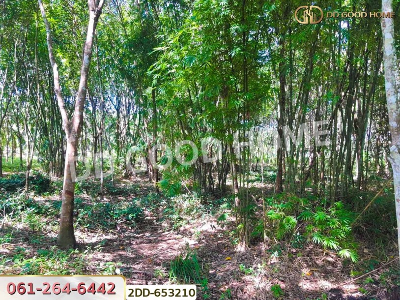 ที่ดินสวนยางชัยบุรี 5 ไร่ 23.4 ตร.ว. สุราษฎร์ธานี ใกล้ตลาดสดเทศบาลชัยบุรี-3