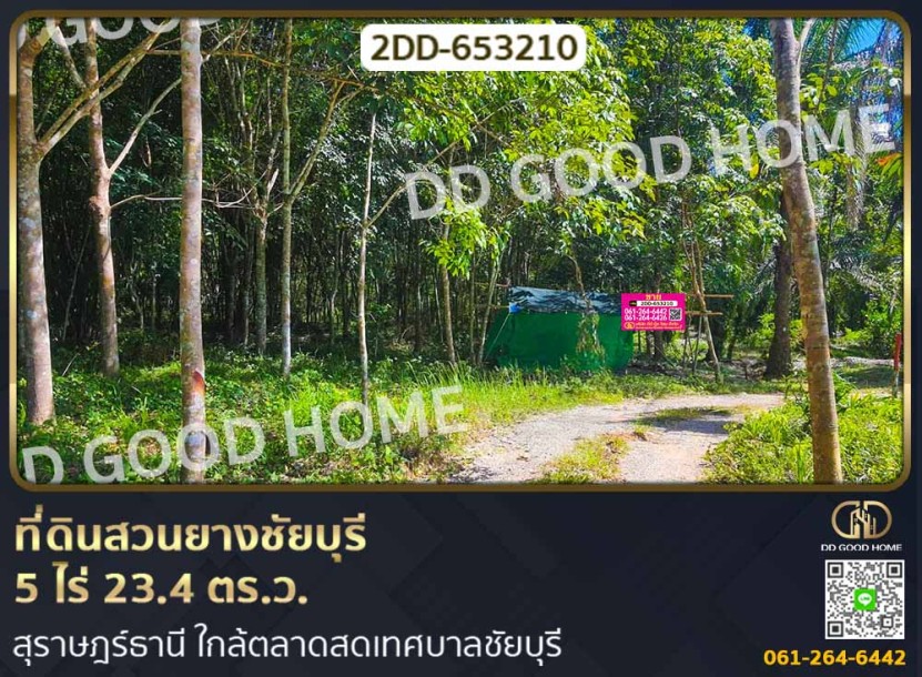 ที่ดินสวนยางชัยบุรี 5 ไร่ 23.4 ตร.ว. สุราษฎร์ธานี ใกล้ตลาดสดเทศบาลชัยบุรี-1