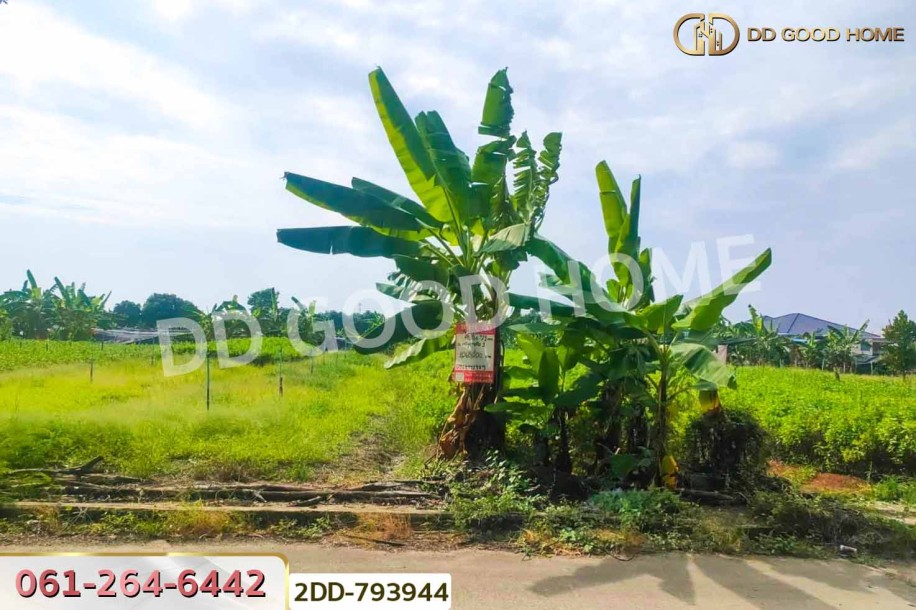 ที่ดินบางใหญ่ 71 ตร.ว. ซ.หมู่บ้านศรีสุภาลัย 1 นนทบุรี ใกล้วัดต้นเชือก-5