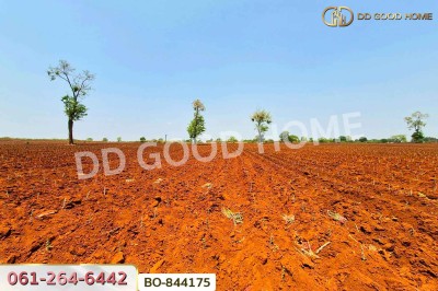 ที่ดินหนองบุญมาก 66 ไร่ 259 ตร.ว. นครราชสีมา ใกล้โรงพยาบาลหนองบุญมาก