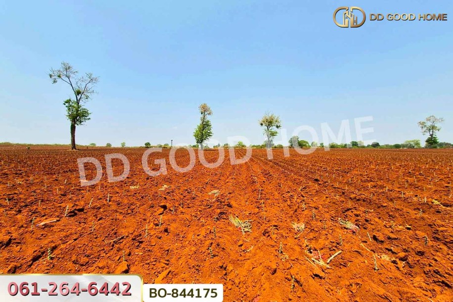ที่ดินหนองบุญมาก 66 ไร่ 259 ตร.ว. นครราชสีมา ใกล้โรงพยาบาลหนองบุญมาก-7