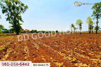 ที่ดินหนองบุญมาก 66 ไร่ 259 ตร.ว. นครราชสีมา ใกล้โรงพยาบาลหนองบุญมาก