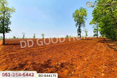 ที่ดินหนองบุญมาก 66 ไร่ 259 ตร.ว. นครราชสีมา ใกล้โรงพยาบาลหนองบุญมาก