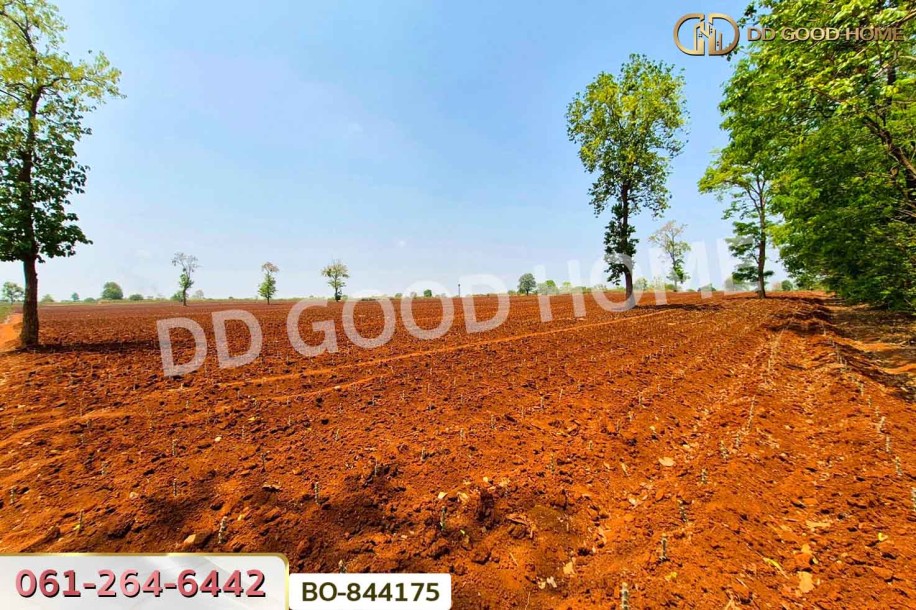 ที่ดินหนองบุญมาก 66 ไร่ 259 ตร.ว. นครราชสีมา ใกล้โรงพยาบาลหนองบุญมาก-5