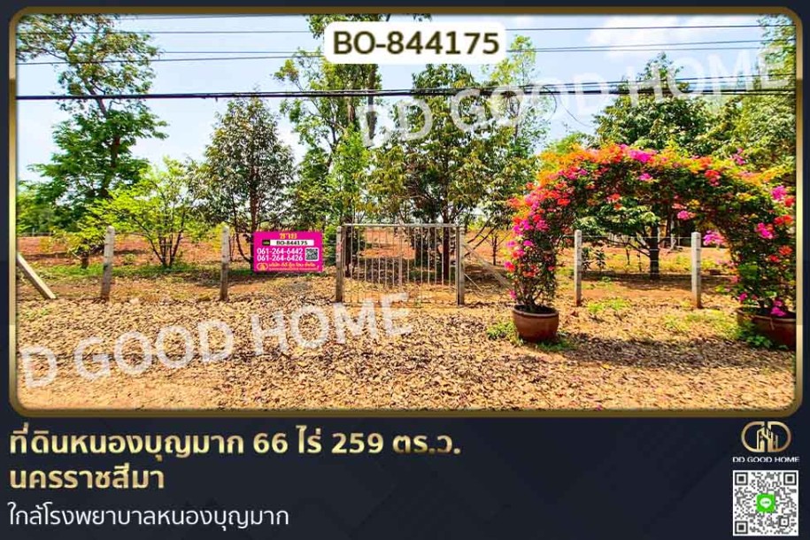 ที่ดินหนองบุญมาก 66 ไร่ 259 ตร.ว. นครราชสีมา ใกล้โรงพยาบาลหนองบุญมาก-1