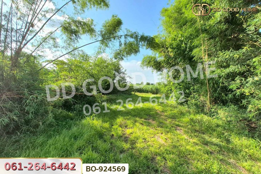 ที่ดินขามสะแกแสง 24 ไร่ 194.3 ตร.ว. นครราชสีมา ใกล้ที่ว่าการอำเภอขามสะแกแสง-6