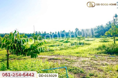 ที่ดินสิชล 9 ไร่ 356 ตร.ว.นครศรีธรรมราช ใกล้หาดท่าหมาก.