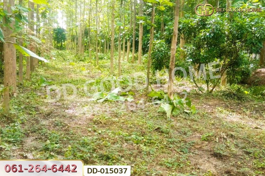 ที่ดินพาน 9 ไร่ 54 ตร.ว. เชียงราย ใกล้ที่ทำการองค์การบริหารส่วนตำบลเจริญเมือง-6