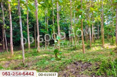 ที่ดินพาน 9 ไร่ 54 ตร.ว. เชียงราย ใกล้ที่ทำการองค์การบริหารส่วนตำบลเจริญเมือง