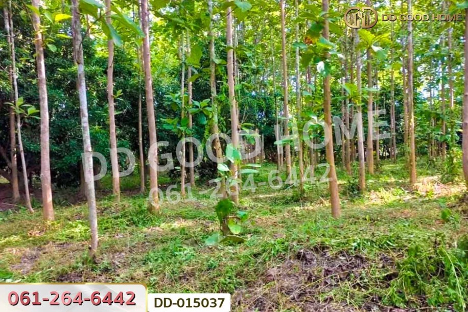 ที่ดินพาน 9 ไร่ 54 ตร.ว. เชียงราย ใกล้ที่ทำการองค์การบริหารส่วนตำบลเจริญเมือง-2