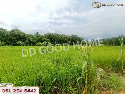 ที่ดินเชียงกลาง 5 ไร่ 338.2 ตร.ว. น่าน ใกล้วัดกลาง น่าน