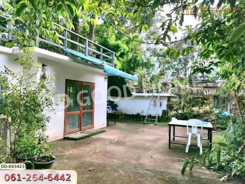 ที่ดินพาน 37 ไร่ 251.4 ตร.ว. เชียงราย ใกล้วัดโป่งแดง-7