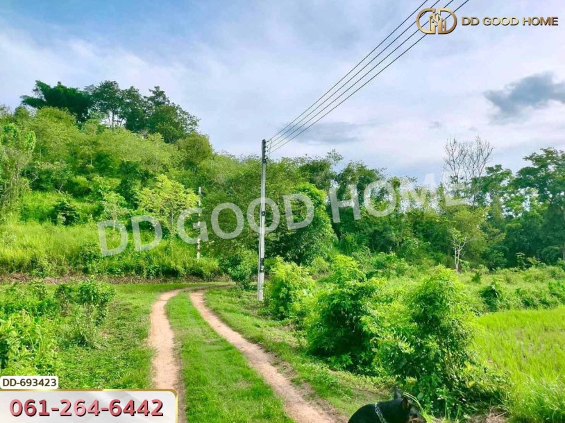 ที่ดินพาน 37 ไร่ 251.4 ตร.ว. เชียงราย ใกล้วัดโป่งแดง-4
