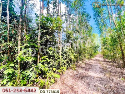 ที่ดินศรีมหาโพธิ 53 ไร่ 44.80 ตร.ว ปราจีนบุรี ใกล้นิคมโรจนะ