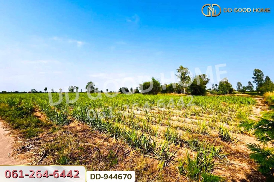 ที่ดินโคกกลาง 45 ไร่ 387 ตร.ว. โนนสะอาด อุดรธานี ใกล้สำนักงานสาธารณสุขอำเภอโนนสะอาด-3