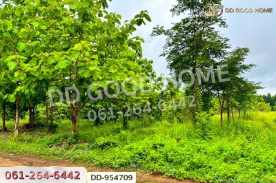 ที่ดินศาลาลำดวน 3 ไร่ 69.5 ตร.ว. สระแก้ว ใกล้โรงเรียนบ้านท่าช้าง