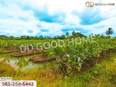 ที่ดิน นครชัยศรี 8 ไร่ 104 ตร.ว. นครปฐม ใกล้วัดศีรษะทอง.