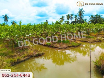 ที่ดิน นครชัยศรี 8 ไร่ 104 ตร.ว. นครปฐม ใกล้วัดศีรษะทอง.