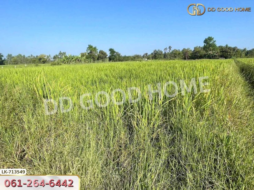 ที่ดินพรรณานิคม 6 ไร่ 231 ตร.ว. สกลนคร ใกล้ศูนย์เรียนรู้ย้อมครามบ้านดอนกอย-6
