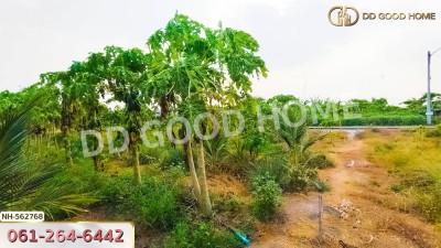ที่ดิน อ.โพธาราม 1 ไร่ 383.2 ตร.ว. ราชบุรี-7
