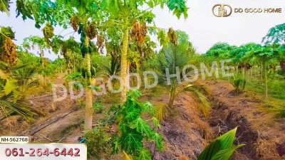 ที่ดิน อ.โพธาราม 1 ไร่ 383.2 ตร.ว. ราชบุรี-5