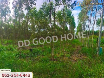 ที่ดินเมืองสระแก้ว 14 ไร่ 309.6 ตร.ว. ใกล้วัดบ้านเนินผาสุก