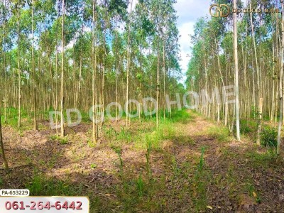 ที่ดินเมืองสระแก้ว 14 ไร่ 309.6 ตร.ว. ใกล้วัดบ้านเนินผาสุก