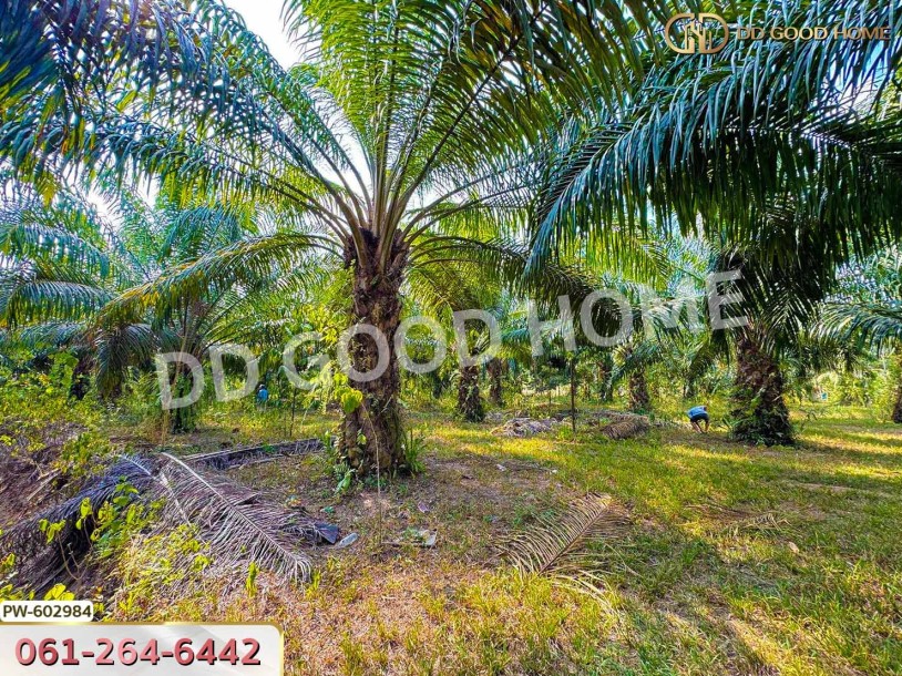 ที่ดิน ทุ่งใหญ่ 10 ไร่ 187 ตร.ว. นครศรีธรรมราช-6